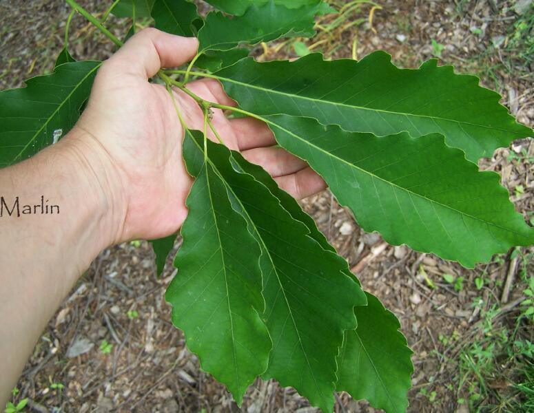 Chinquapin Oak Foliage