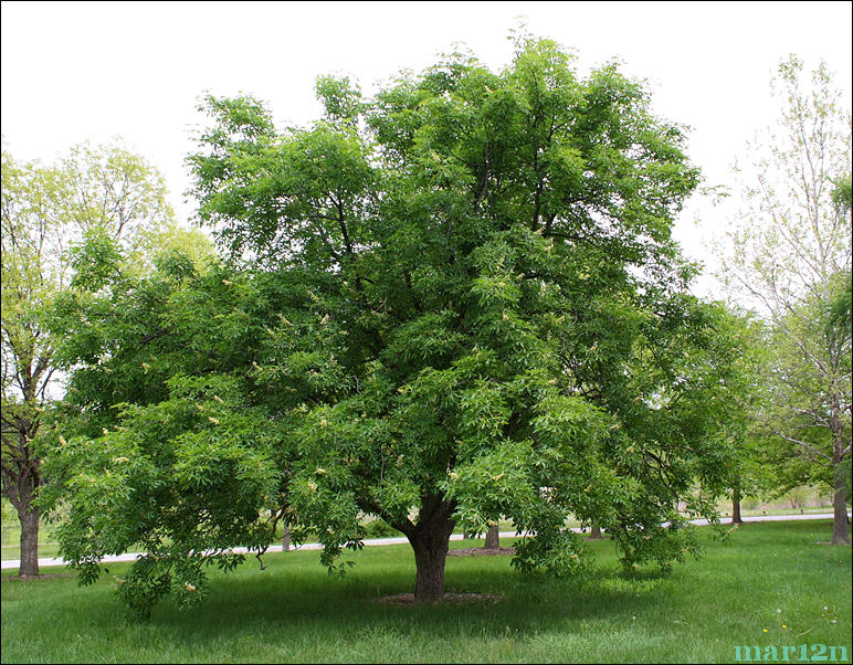 87-year-old Ohio Buckeye Tree