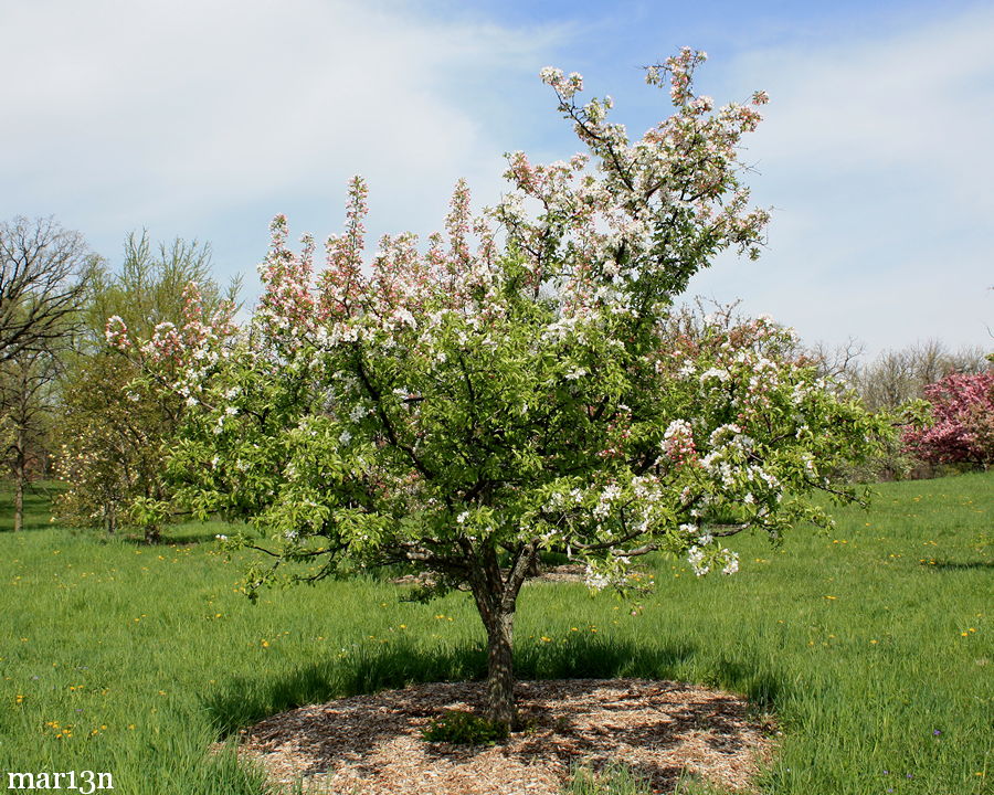 Ormiston Roy Crabapple