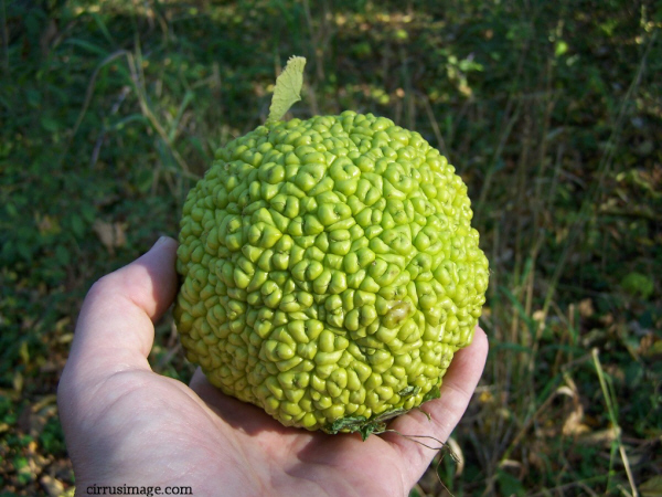 image: Osage Orange Fruit