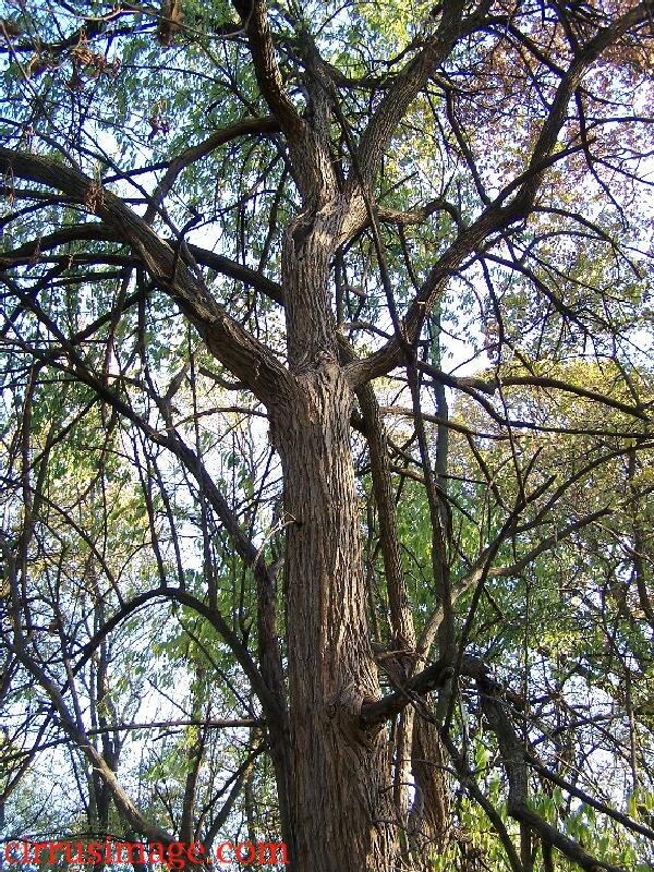 Osage Orange Tree - Maclura pomifera