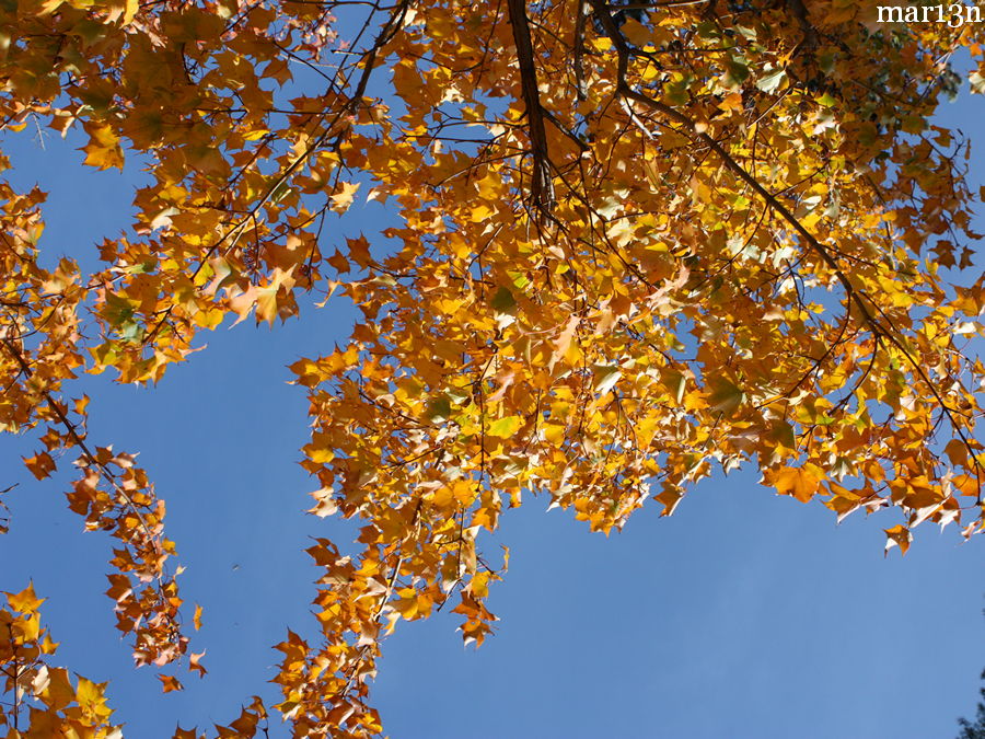 Painted Maple yellow fall foliage against blue sky
