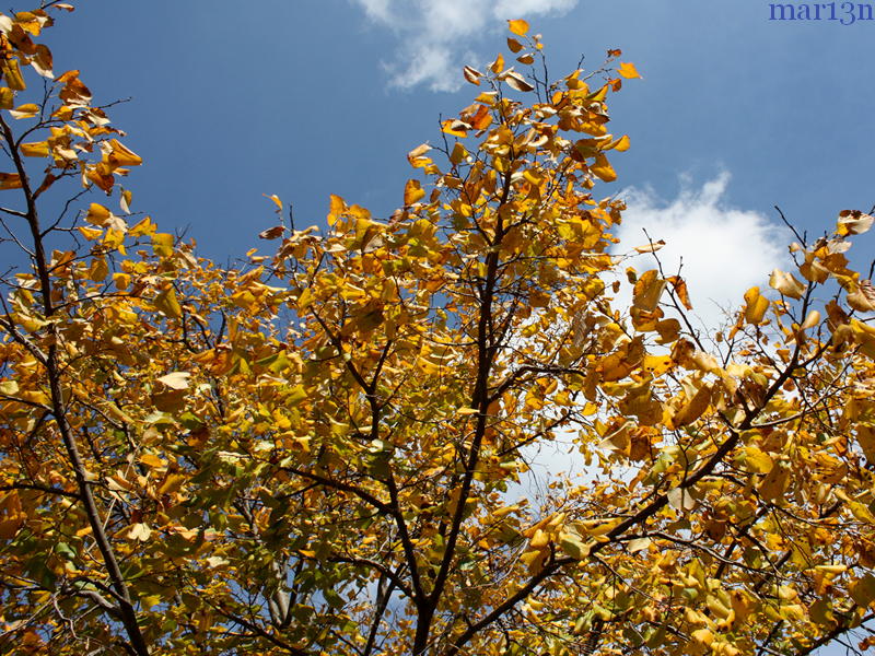 pendent silver linden fall foliage against blue sky