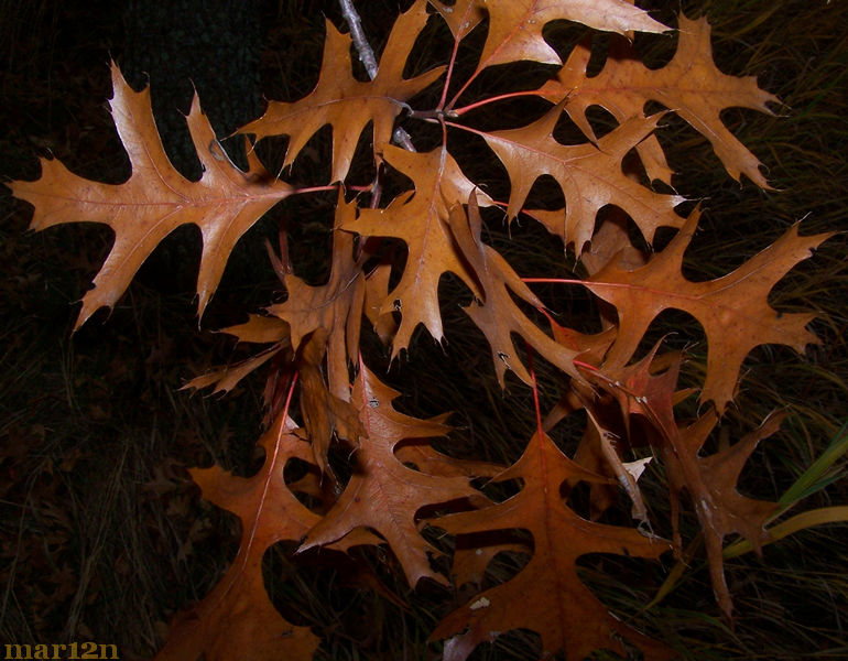 Pin Oak Autumn Foliage