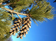 Balkan Pine - Pinus peuce