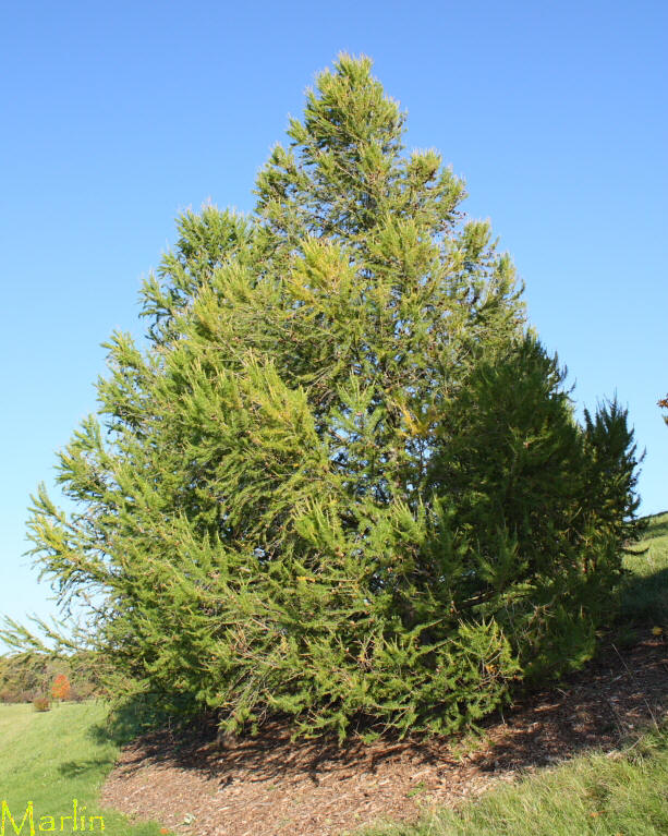 European Larch