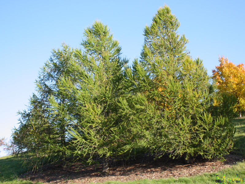European Larch