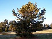 Korean Pine - Pinus koraiensis