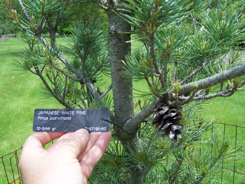 Japanese White Pine - Pinus parviflora