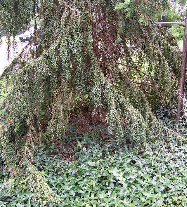 Serbian Spruce