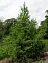 Siberian Larch - Larix sibirica