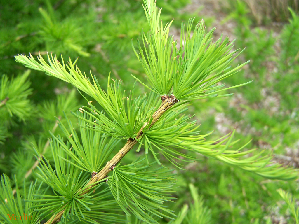 Siberian Larch Foliage
