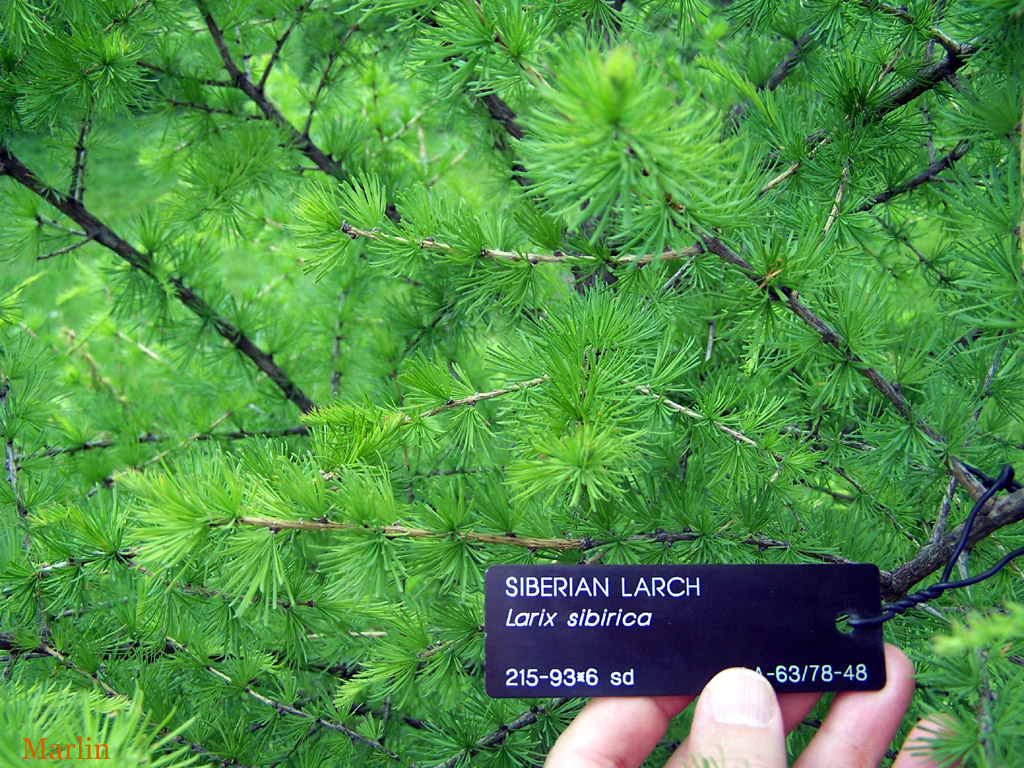 Siberian Larch Foliage
