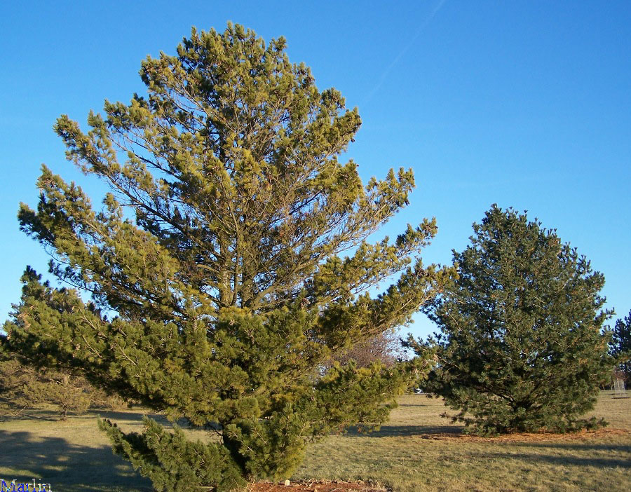 Balkan Pine