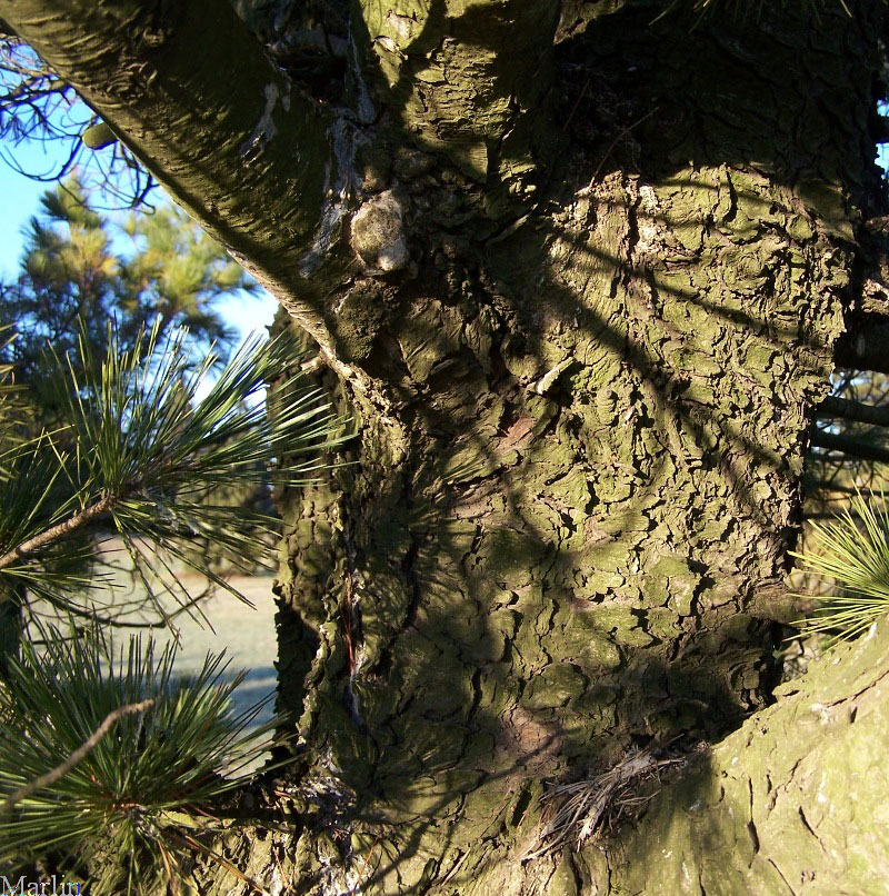 Balkan Pine
