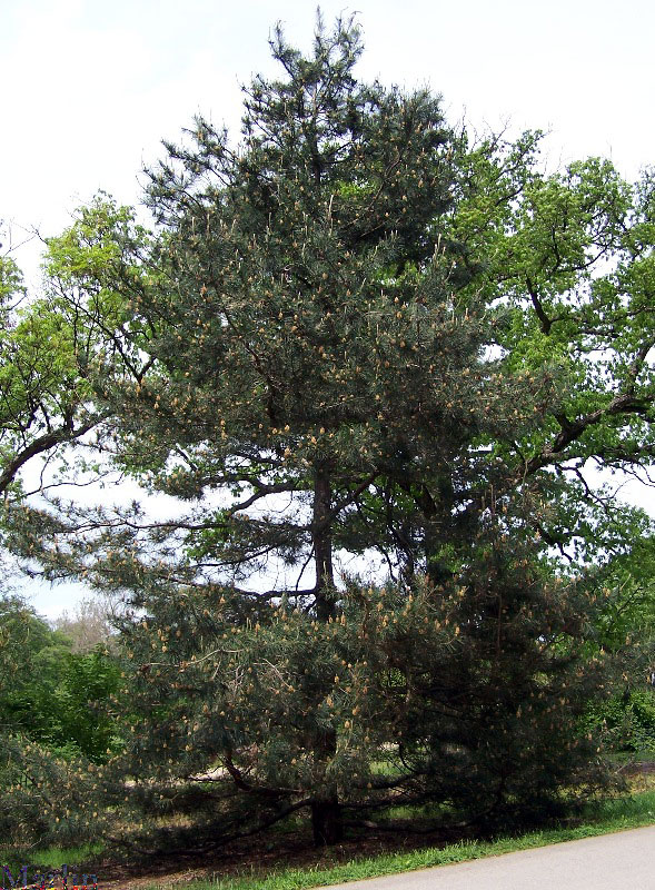 Chinese Hard Pine - Pinus tabulaeformis
