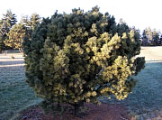 Dwarf White Pine - Pinus strobus 'Nana'