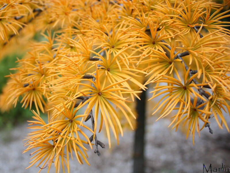 Golden Larch