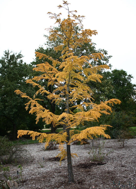 Golden Larch