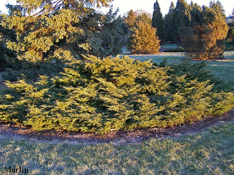 Golden Pfitzer Juniper - Juniperus chinensis 'Pfitzeriana aurea' 