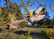 Jack Pine - Pinus banksiana
