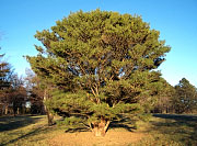Japanese Red Pine (Tanyosho Pine) - Pinus densiflora 'Umbraculifera'
