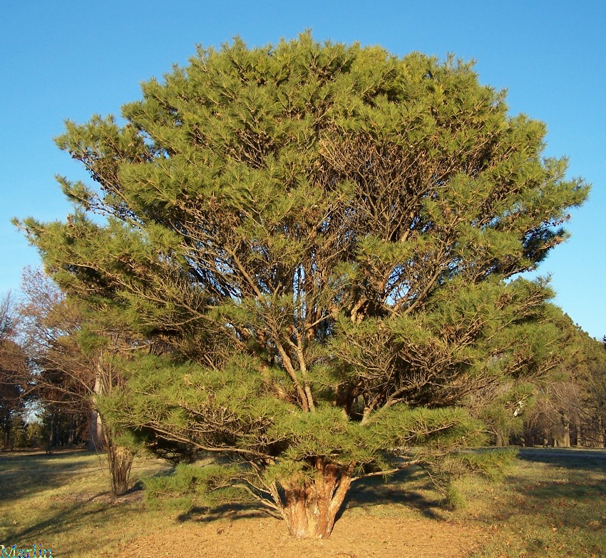 Tanyosho Pine