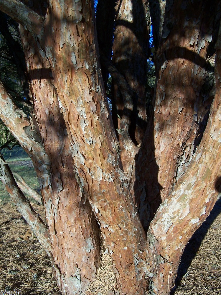Tanyosho Pine Bark