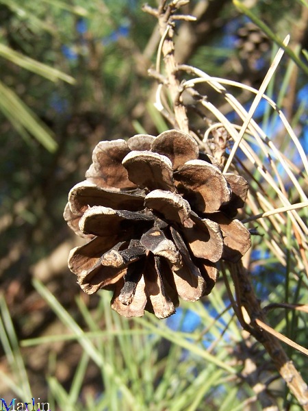 Tanyosho Pine Cones