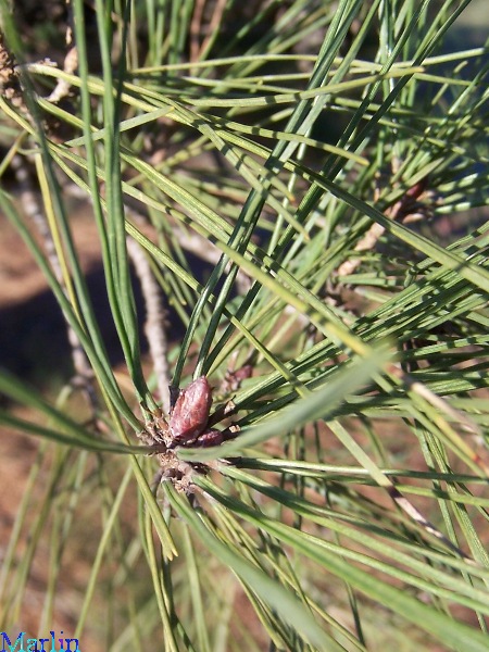 Tanyosho Pine Needles