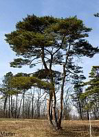 Japanese Red Pine - Pinus densiflora