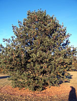 Limber Pine - Pinus flexilis