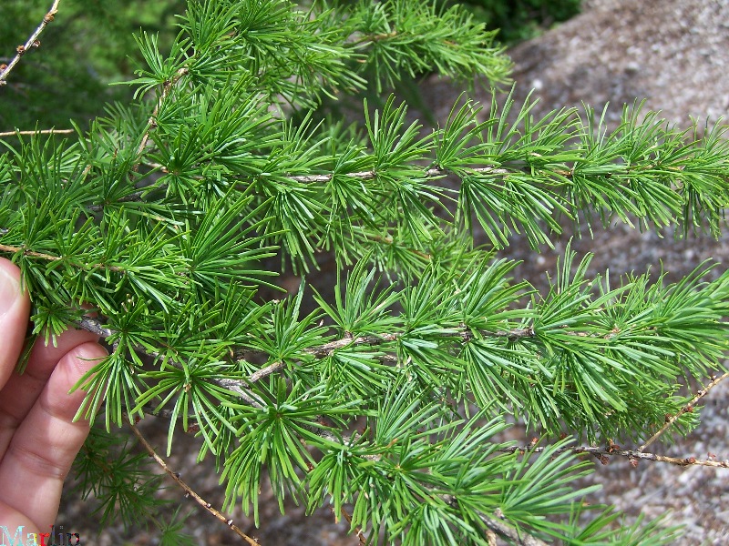 Olga Bay Larch