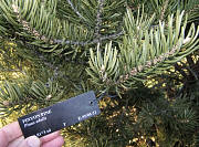 Pinyon Pine - Pinus edulis