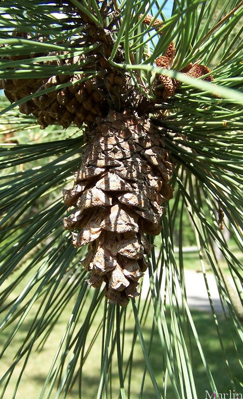 Ponderosa Pine Cones and Needles