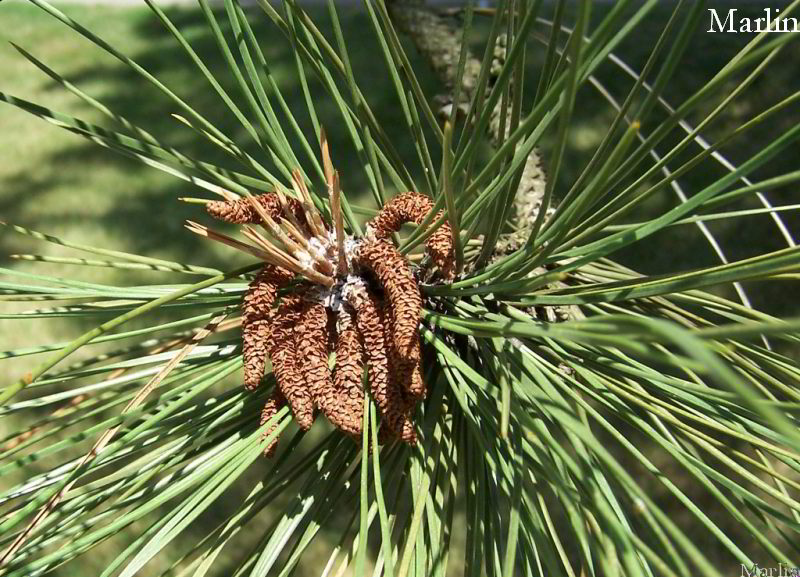 Ponderosa Pine Foliage