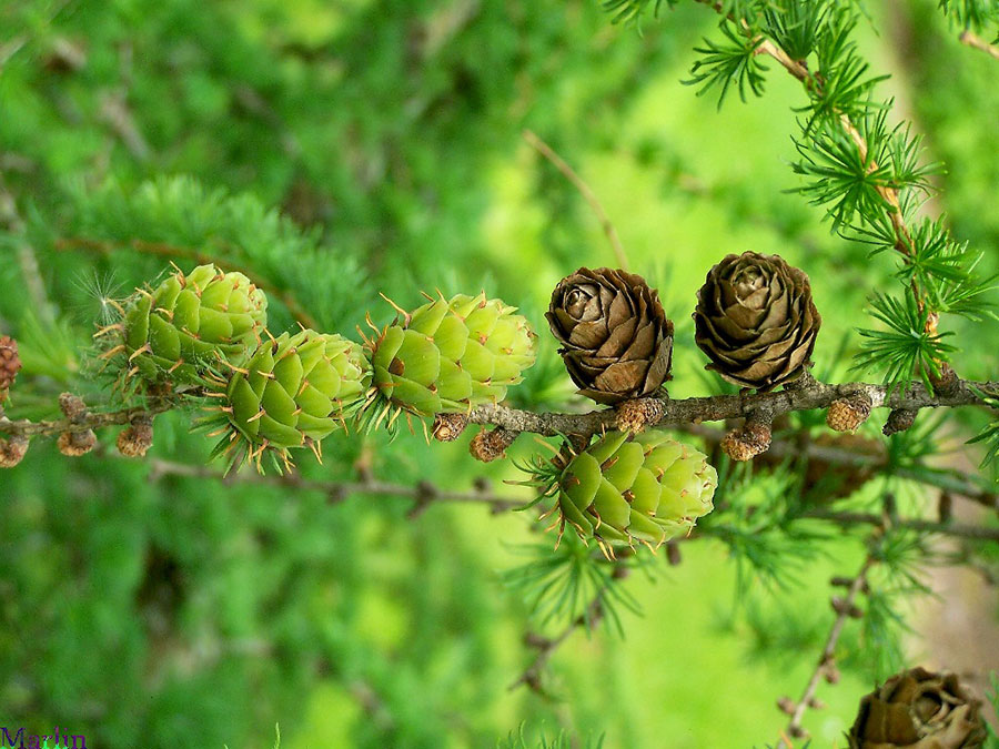 Prince Rupprecht Larch - Larix gmelinii var. principis-rupprechtii