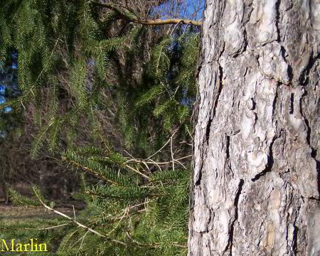 Scots Pine Bark and Foliage