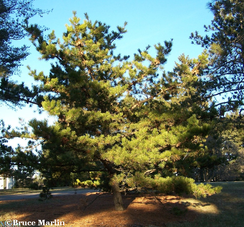 Table Mountain Pine