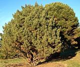 Waterer Scots Pine