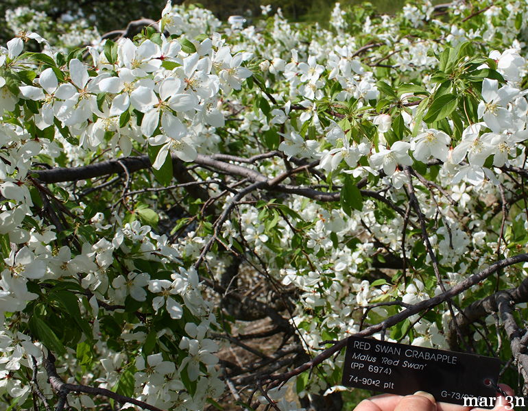 Red Swan Crabapple blossoms