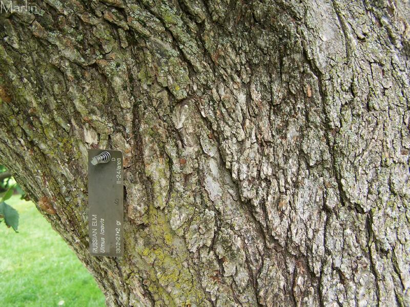 elm tree bark. Russian Elm Bark