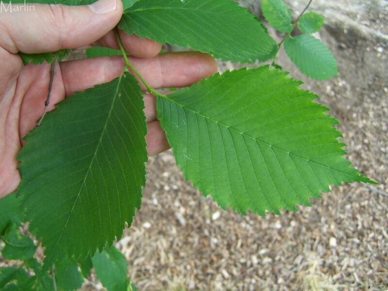 american elm tree leaf. of the American Elm