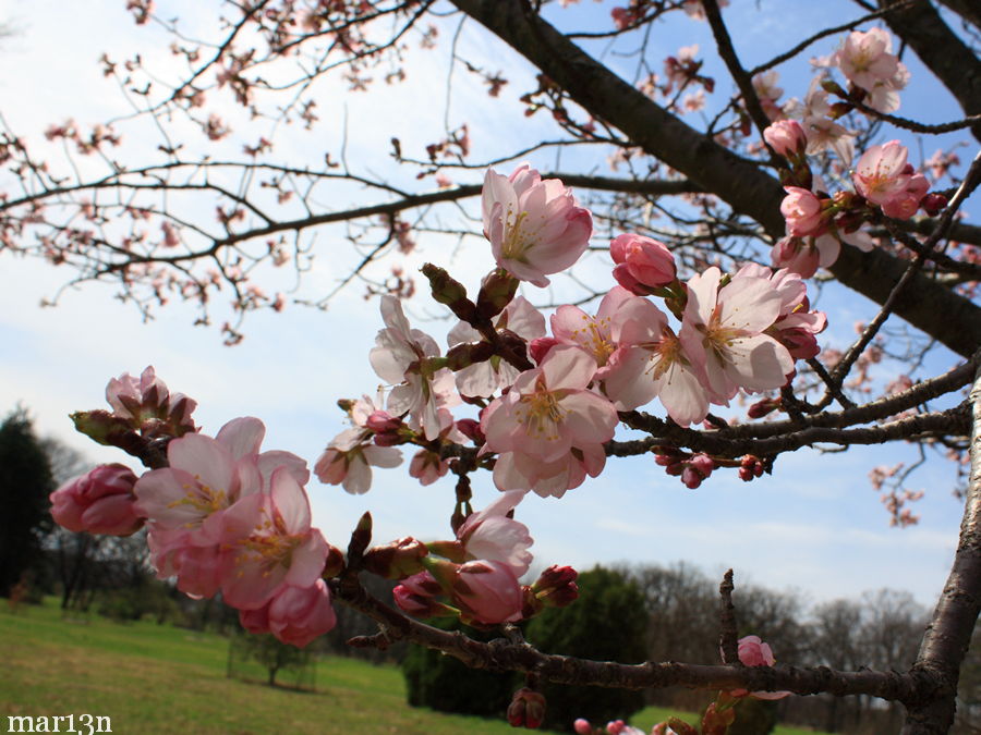 Sargent Cherry Blossom closeup
