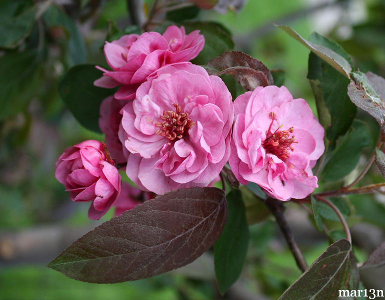Scarlet Brandywine™ Crabapple blossoms