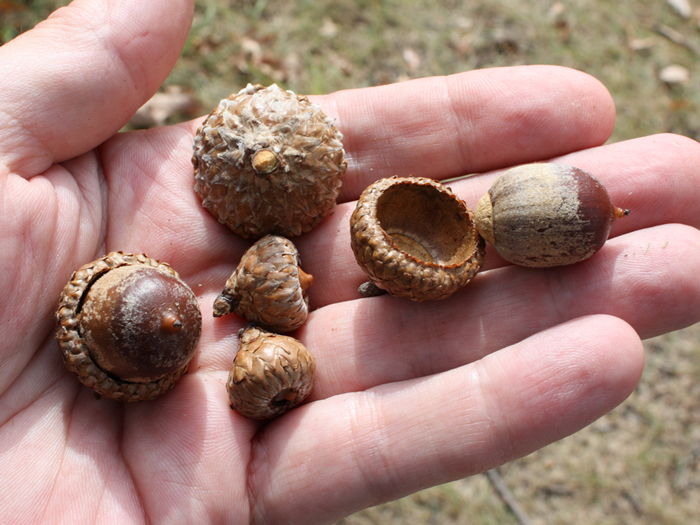 scarlet oak acorns