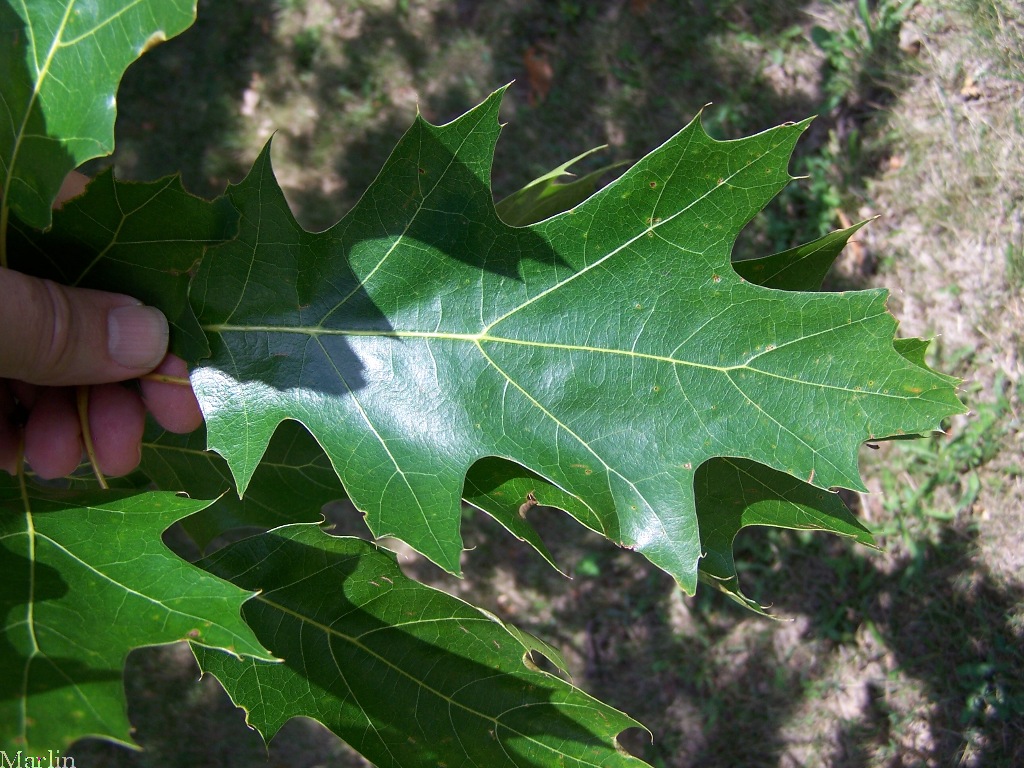 Schoch Oak Foliage