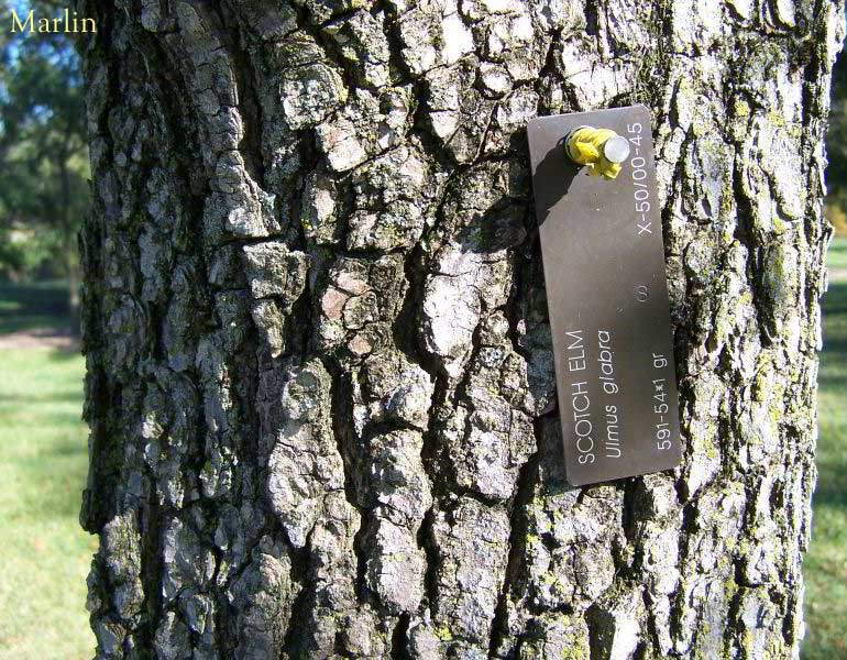 Scotch Elm Bark