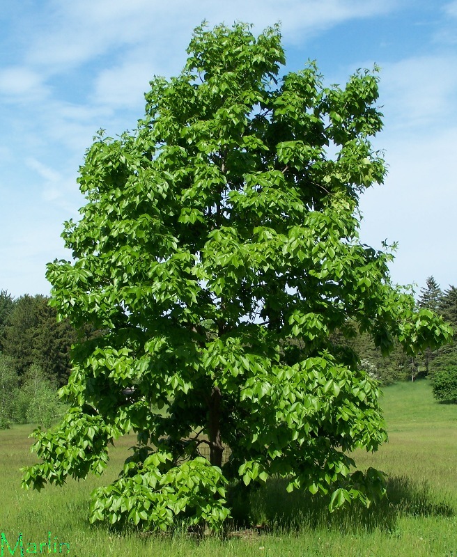 Shagbark Hickory