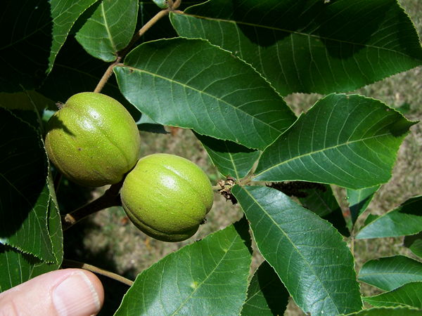 shagbark hickory nuts & summer foliage